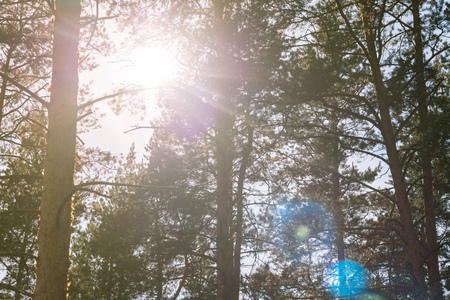 Summer dense pine forest. Sunlight through the trees. Amazing woodland landscape. Heat weather.の写真素材