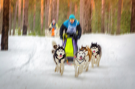 Sled dog racing. Team consists of man musher and five Siberian Husky breed dogs. Pine forest background. Motion blur effect.の写真素材