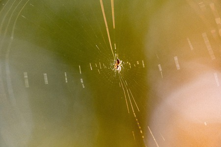 Beautiful spider web in sunshine. Macro photo. Close upの写真素材