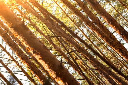 Summer dense pine forest. Sunlight through the trees. Amazing woodland landscape. Heat weather.の写真素材