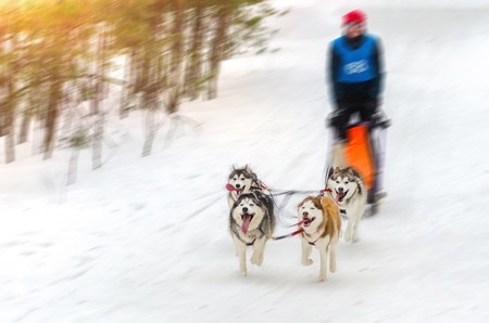 Sled dog racing. Team consists of man musher and four Siberian Husky breed dogs. Pine forest background. Motion blur effect.の写真素材