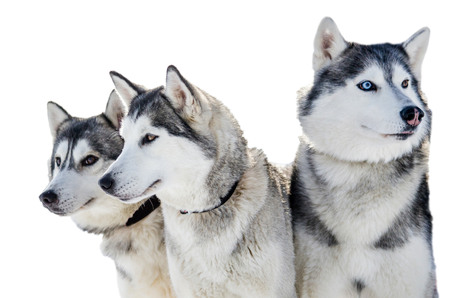 Three Siberian Husky dogs looks around.  Husky dogs has black and white coat color. Isolated white  background.の写真素材