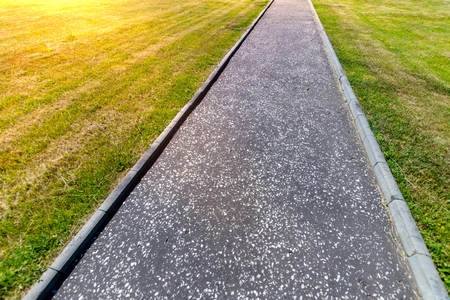 Sidewalk between manicured mowed lawn in public park with light flare.の写真素材