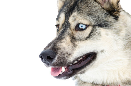 Siberian Husky dog with blue eyes looks to left. Husky dogs has black and brown coat color. Isolated...