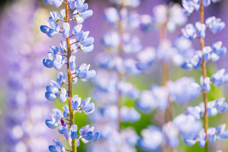 Lupin flowers (Lupinus polyphyllus) at summer field with blue, pink and purple flowers. Close up, macro, copy space.の写真素材