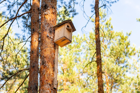 Birdhouse on a pine in the forest. Simple birdhouse design. Shelter for bird breedingの写真素材