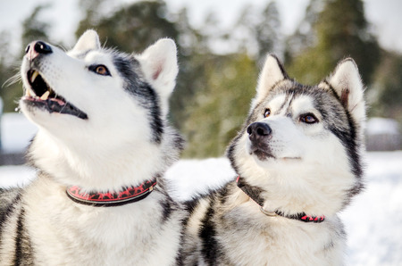 Two Siberian Husky dogs looks around. Husky dogs has black and white coat color. Snowy white background. Close upの写真素材