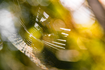 Beautiful spider web in sunshine. Macro photo. Close upの写真素材