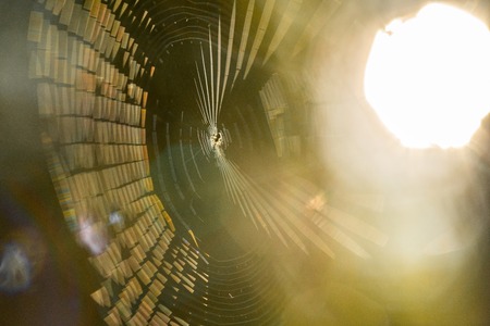 Beautiful spider web in sunshine. Macro photo. Close upの写真素材