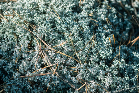 Forest moss lichen Cladonia rangiferina. Akvavit cooking base. Macro close up.の写真素材