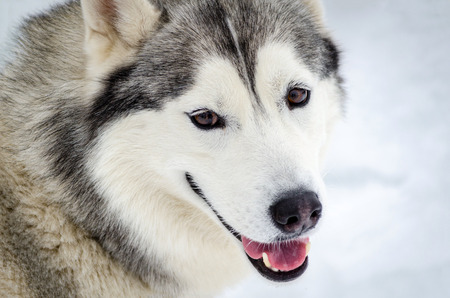 Sled dog Siberian Husky breed looks around. Husky dog has black and white fur color. Snowy white...