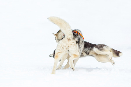 Two dogs of Siberian Husky breed play with each other. Husky dogs has black and white coat color. Snowy white backgroundの写真素材