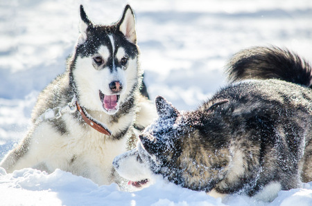 Two dogs of Siberian Husky breed play with each other. Husky dogs has black and white coat color....