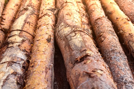 A pile of logs lie on ground in forest. Pile of firewood. Deforestation ecological problem.の写真素材