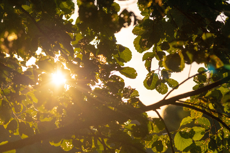 Diseased leaves of a tree. Plant pathology science view. Summer sunshine.の写真素材