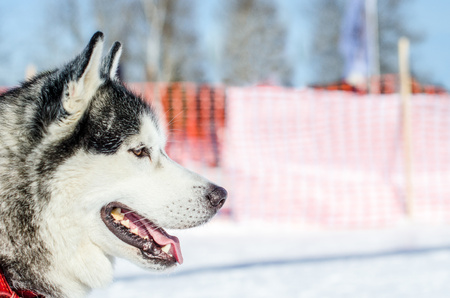Siberian Husky dog with right copyspace. Preparing to start race. Husky dog has black and white coat color. Orange fence on the snowy background.の写真素材