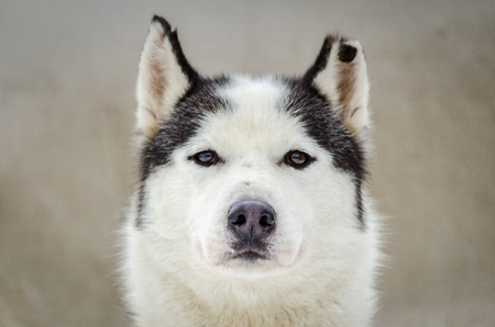 One Siberian Husky dog portrait with chewed ear. Close up Husky breed face. Husky dog has black and white fur color.の写真素材