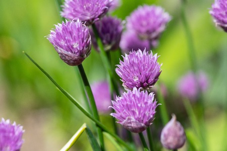 Pink Clover (trefoil) flowers. Sunny fresh city flowerbed. Close up view.