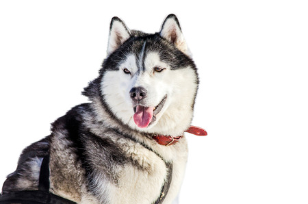 One Siberian Husky dog in harness looks around. Husky dog has black and white fur color. Isolated...