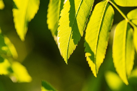 Rowan branch with green leaves and copy space. Sorbus aucuparia or mountain-ashes branch. Sunny clear weatherの写真素材