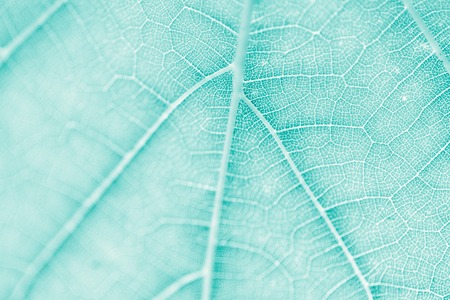 Grape leaf, turquoise toned, macro. Close up texture with copy space for design.