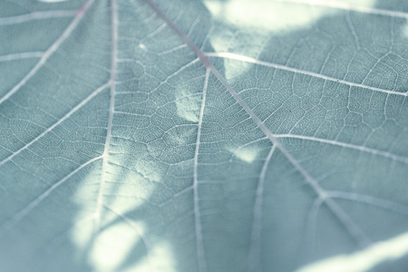 Grape leaf, gray toned, macro. Close up texture with copy space for design.