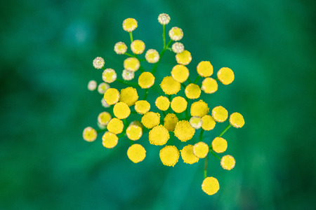 Tansy flowers close up. Tanacetum vulgare blossom plant. Yellow healthy herb flowers, macro view.