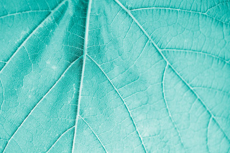 Grape leaf, turquoise toned, macro. Close up texture with copy space for design.の写真素材