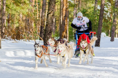 Reshetiha, Nizhniy Novgorod Oblast, Russia - 02.25.2017 - Siberian Husky sled dog race competition. Man musher controls the sleds with four Huskies dog in harness.のeditorial素材
