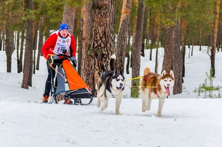 Reshetiha, Nizhniy Novgorod Oblast, Russia - 02.25.2017 - Siberian Husky sled dog race competition. Man musher controls the sleds with two Huskies dog in harness.のeditorial素材