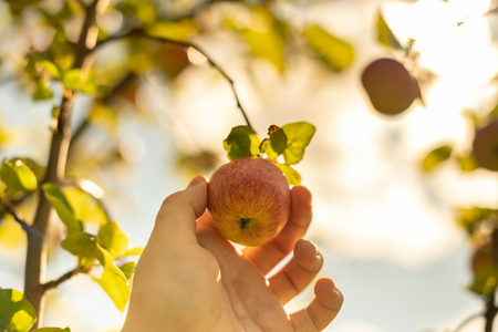 Apple harvesting. Farmer hand picks ripe mellow apple from tree. Start of harvest season in orchard.の写真素材