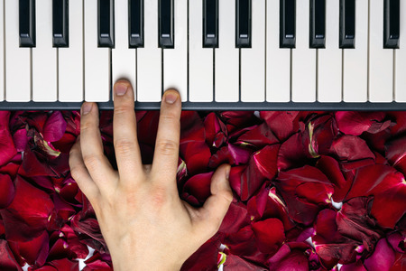 Pianist hand on red rose flower petals playing romantic serenade on valentine's day loved one....