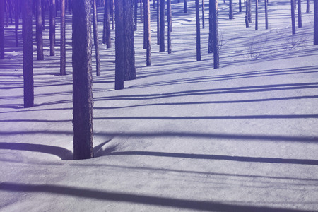 Winter forest. Pure pine forest in sunny weather. Purple sunlight and deep shadows. Beauty winter fairytale.の写真素材