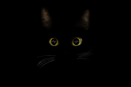 Black cat concept, dark mysterious style. Glowing cat eyes in the dark night. Beautiful animal portrait. Domestic pet concept.の写真素材