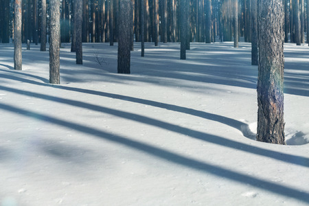 Cold forest in winter. Pure pine forest in sunny weather. Frosty air and pure white snow. Winter fairytaleの写真素材
