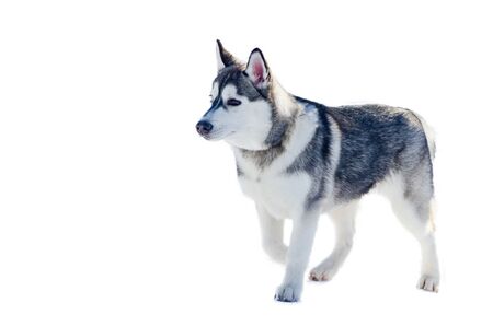 Little siberian husky dog, isolated. Sled dogs race training in cold snow weather. Strong, cute and...