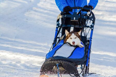 Funny siberian husky dogs in harness. Sled dogs race competition. Sleigh championship challenge in cold winter forest.の写真素材