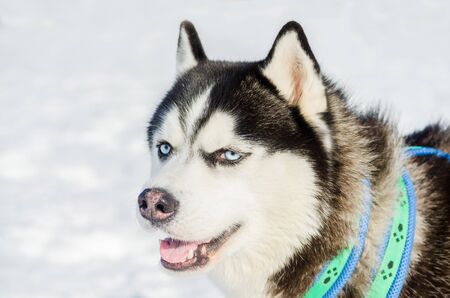 Siberian husky dog close up outdoor face portrait. Sled dogs race training in cold snow weather. Strong, cute and fast purebred dog for teamwork with sleigh.の写真素材