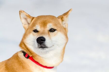 Akita dog, close up face portrait, snow background. Funny cute dog snout, copy space. Fluffy soft fur.の写真素材
