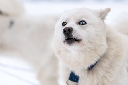 Husky dog funny grin portrait, winter snowy background. Funny pet on walking before sled dog training. Beautiful blue eyes.の写真素材
