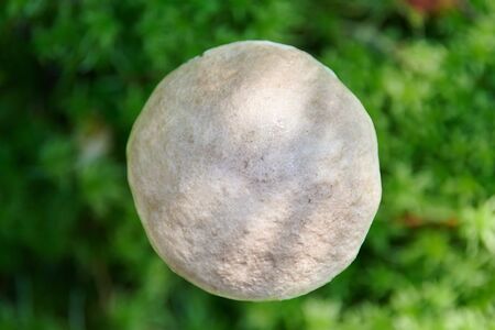Birch mushroom, top view. Edible fungus growing in moss. White bog ghost bolete. Poorly absorbed food.の写真素材