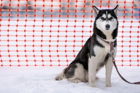Husky dog on leash, waiting for sled dog race, orange track fence background. Adult strong pet before sport competition.の写真素材