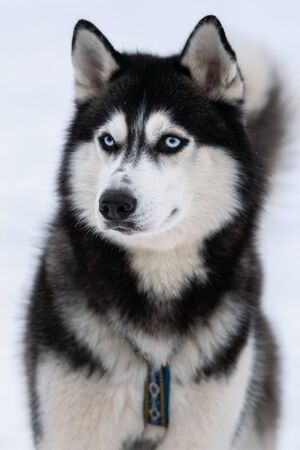 Husky dog portrait, winter snowy background. Funny pet on walking before sled dog training.の写真素材