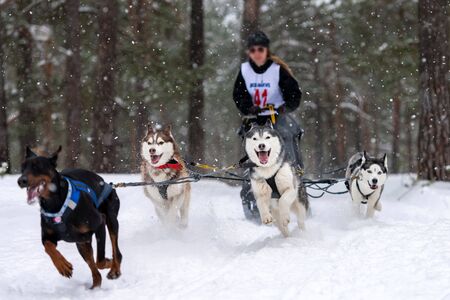 Sled dog racing. Husky sled dogs team pull a sled with dog driver. Winter competition.