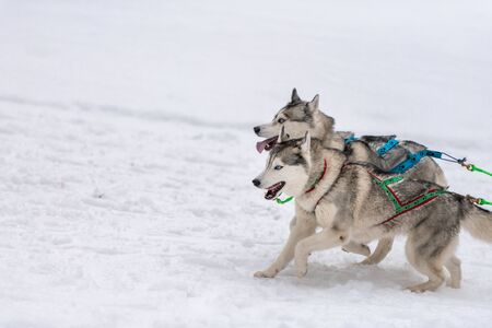 Sled dog racing. Husky sled dogs team in harness run and pull dog driver. Winter sport championship...