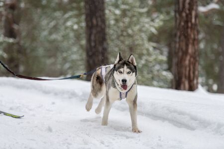 Sled dog racing. Husky sled dogs team in harness run and pull dog driver. Winter sport championship competition.の写真素材