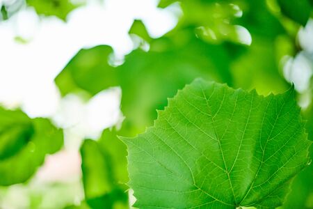 Grape leaves in vineyard. Green vine leaves at sunny september day. Soon autumn harvest of grapes...