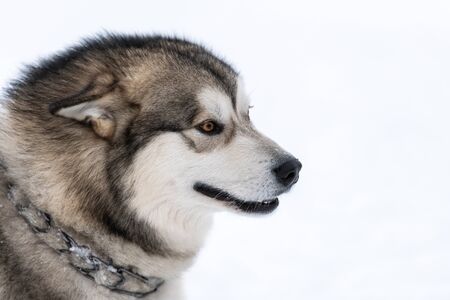 Husky dog portrait, winter snowy background. Funny pet on walking before sled dog training.の写真素材