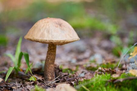 Leccinum versipelle mushroom in autumn forest. Orange birch bolete. Edible healthy meal.の写真素材