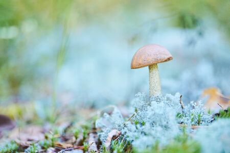 Leccinum versipelle little mushroom in moss lichen Cladonia rangiferina. Beautiful orange birch bolete in autumn forest.の写真素材